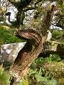 Wistman's Wood treestump
